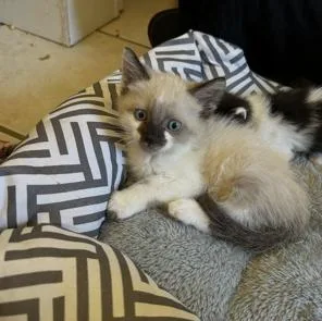 A baby small-sized male Black Siamese cat named Provolone for adoption in Fruit Heights, UT