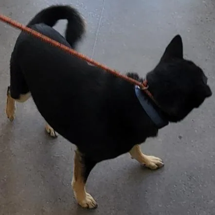 A senior medium-sized female Black Mixed Breed dog named Bella for adoption in Las Cruces, NM