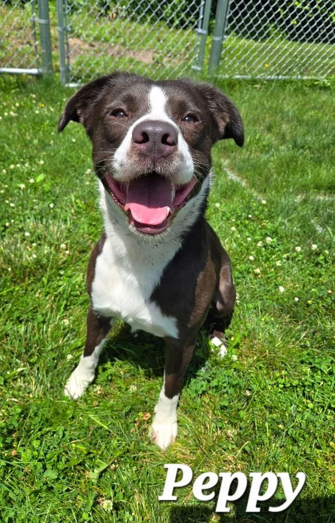 A young large-sized male Labrador Retriever dog named Peppy Yrly for adoption in Sidney, OH