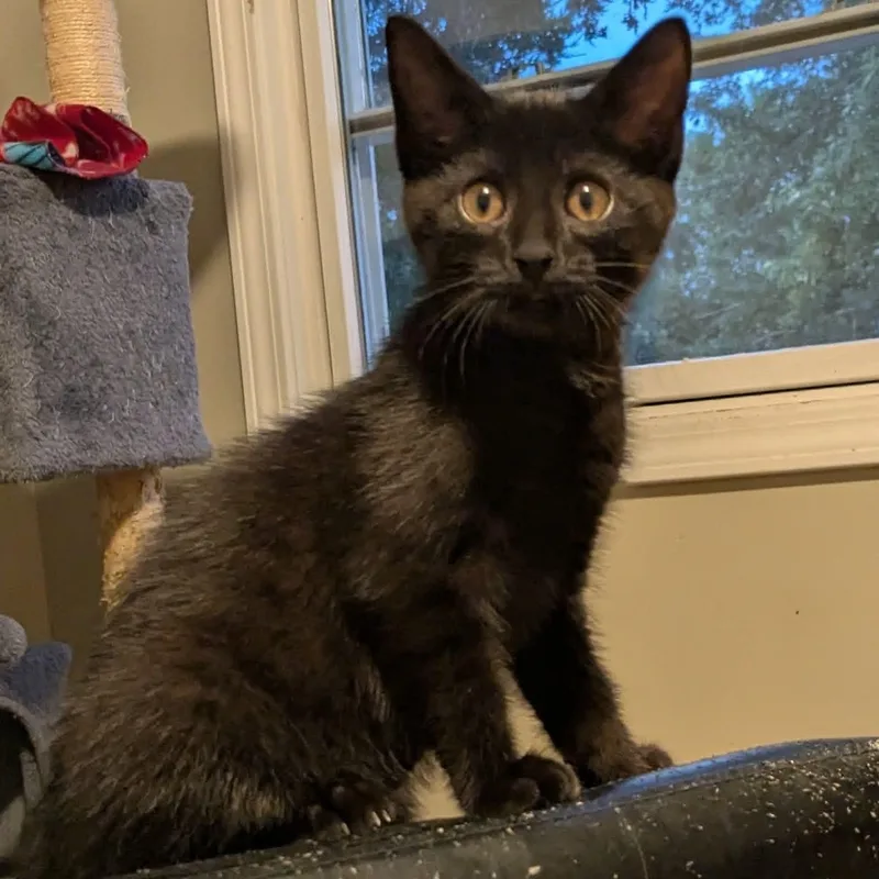 A baby medium-sized male Black Domestic Short Hair cat named Cinder for adoption in Kentwood, MI