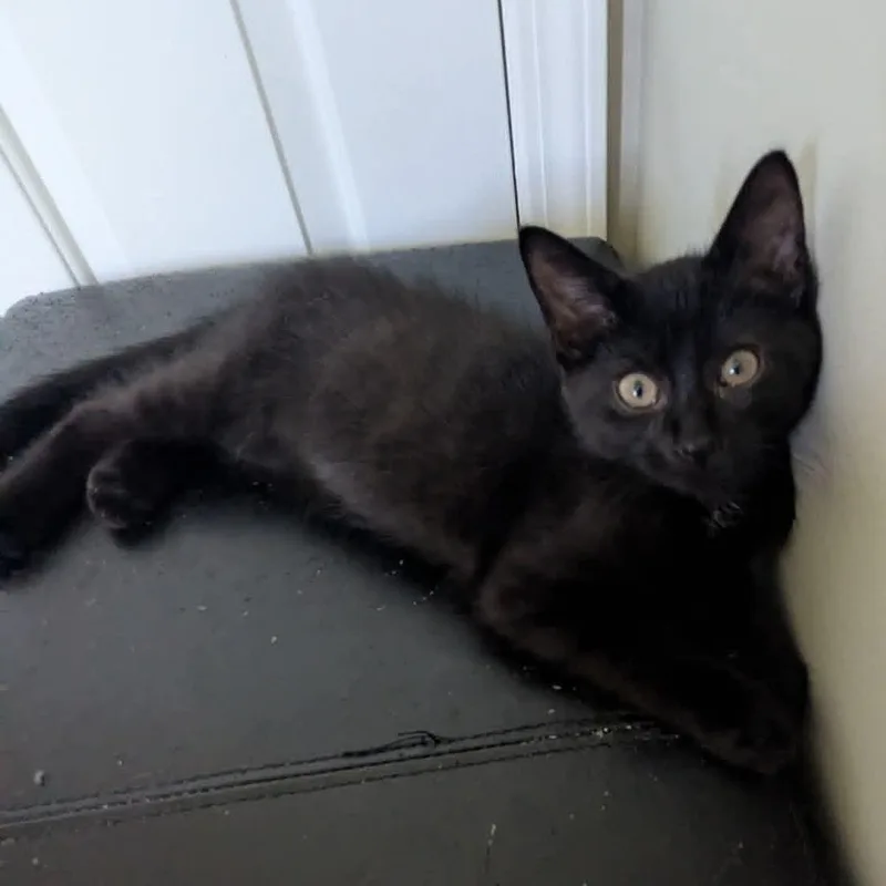 Cinder thumbnail 2