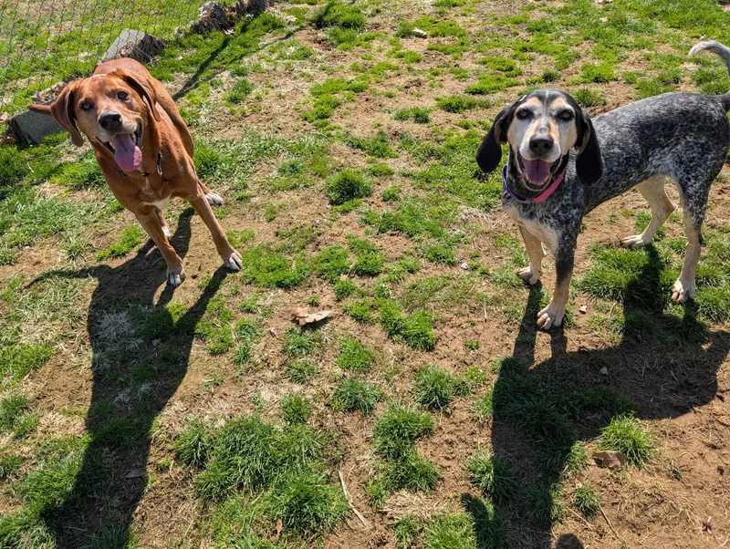 Remington thumbnail 2