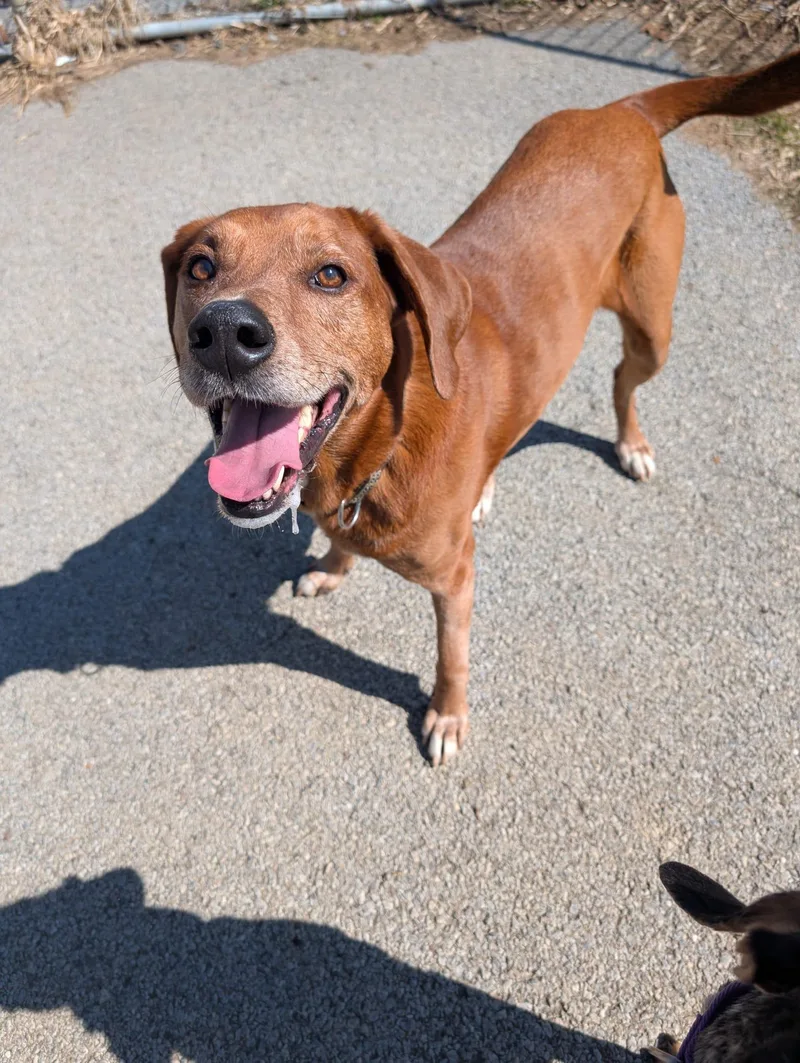 Remington thumbnail 3