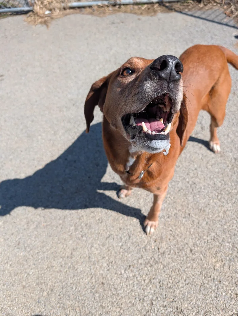 Remington thumbnail 4