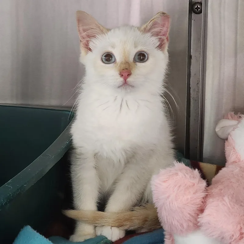 A baby small-sized male Flame Point Domestic Short Hair cat named Snowy for adoption in Dixon, IL