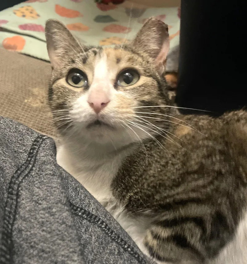 Rumi Furrycomforter thumbnail 2