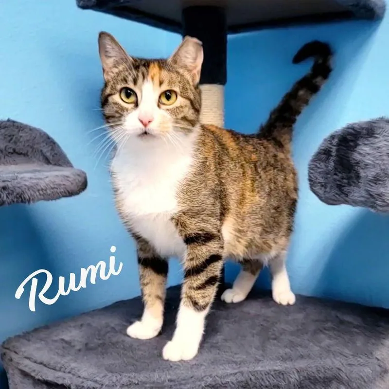 Rumi Furrycomforter