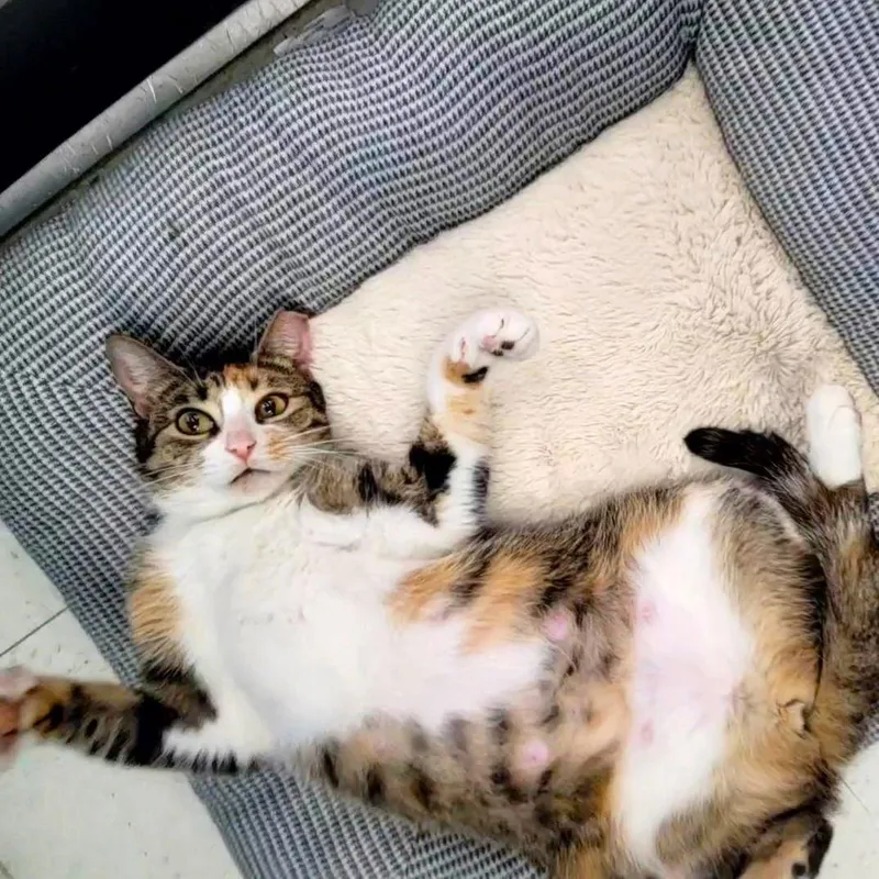 Rumi Furrycomforter thumbnail 3