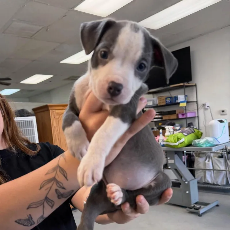 A baby small-sized female Gray / Blue / Silver Pit Bull Terrier dog named Girl bluewhite for adoption in Phoenix, AZ