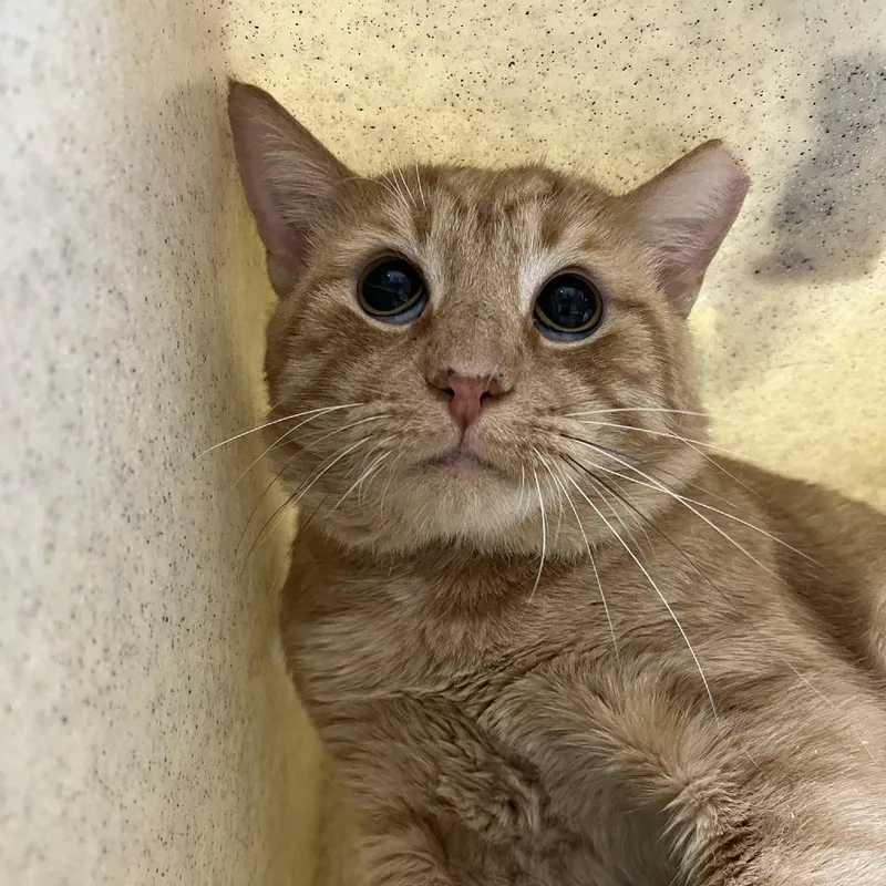 An adult large-sized male Domestic Short Hair cat named Slingshot for adoption in Verona, VA