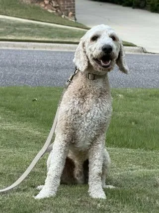 An adult large-sized male White / Cream Goldendoodle dog named Milo for adoption in Calera, AL