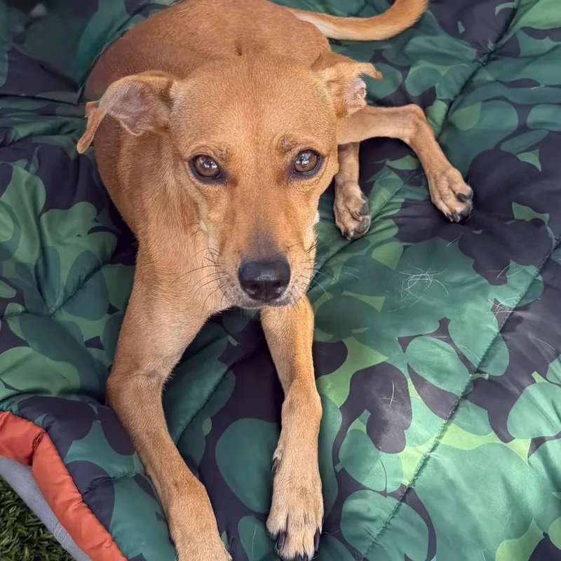 A baby small-sized female Yellow / Tan / Blond / Fawn Chihuahua dog named Alessandra for adoption in Las Vegas, NV