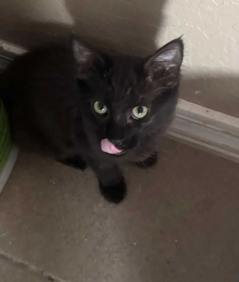 A young medium-sized female Black Domestic Short Hair cat named Jirah for adoption in Chandler, AZ