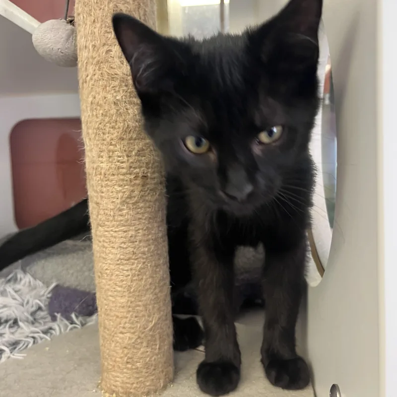 A young small-sized male Domestic Short Hair cat named Sparks for adoption in Southold, NY