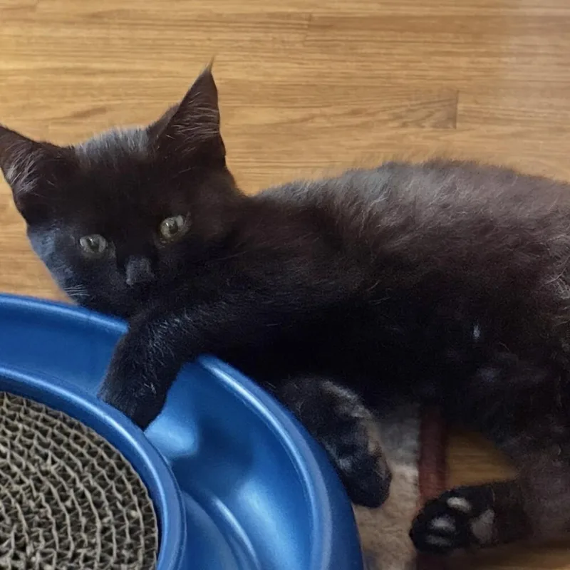 A baby small-sized female Domestic Short Hair cat named Nucci for adoption in Duxbury, MA