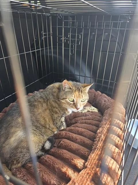 A senior large-sized female Domestic Short Hair cat named Katie for adoption in Fort Lauderdale, FL