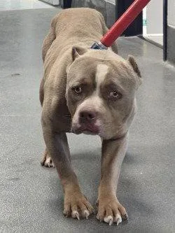 An adult large-sized male Pit Bull Terrier dog named Da Tiny Chef for adoption in Glen Allen, VA