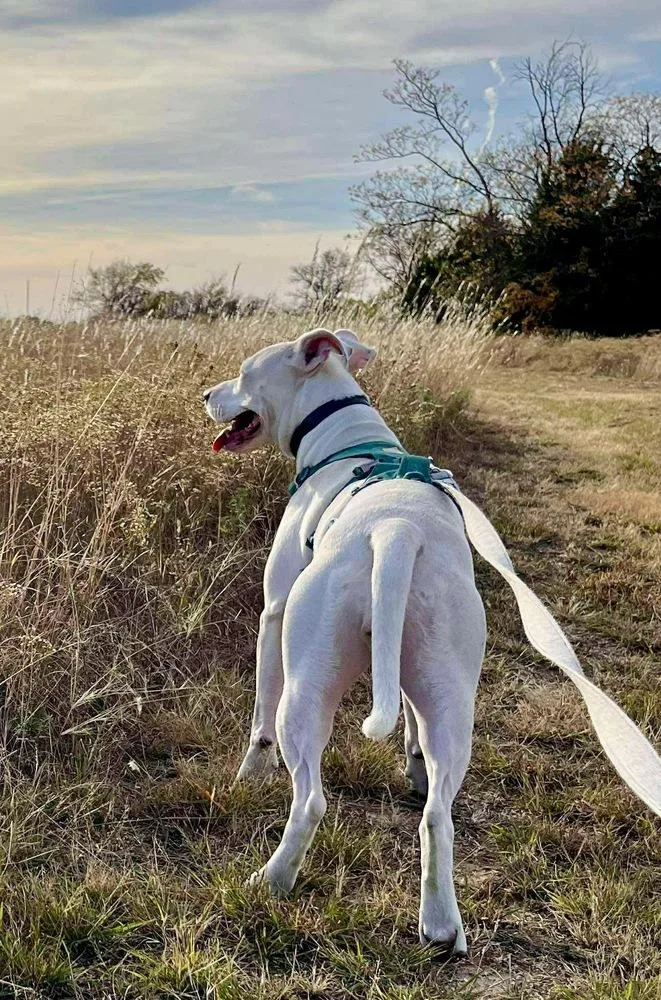 A young medium-sized female White / Cream Pit Bull Terrier dog named Libby for adoption in Shawnee, OK