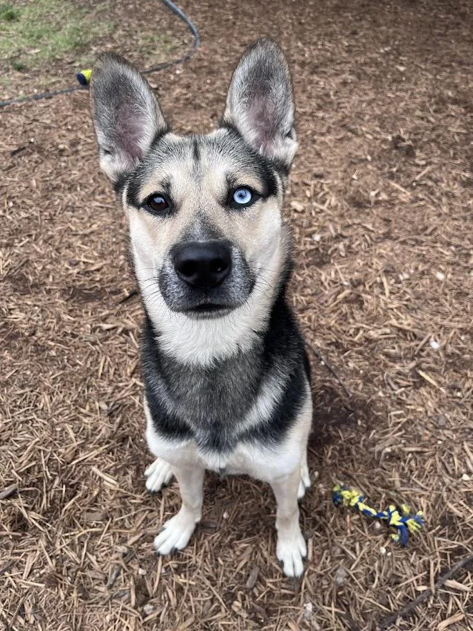 An adult large-sized male German Shepherd Dog dog named Luffy A for adoption in Plano, TX