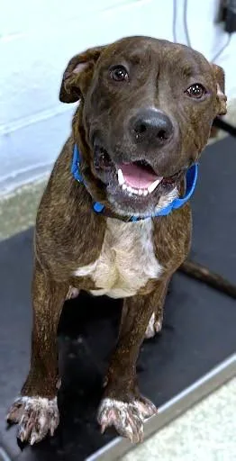 An adult large-sized male Pit Bull Terrier dog named Curious George for adoption in Washington, DC