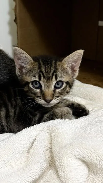 A baby small-sized male Domestic Short Hair cat named Bear for adoption in Honolulu, HI