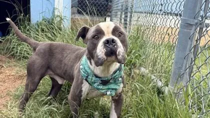 An adult large-sized male Pit Bull Terrier dog named Pebbles for adoption in Balch Springs, TX