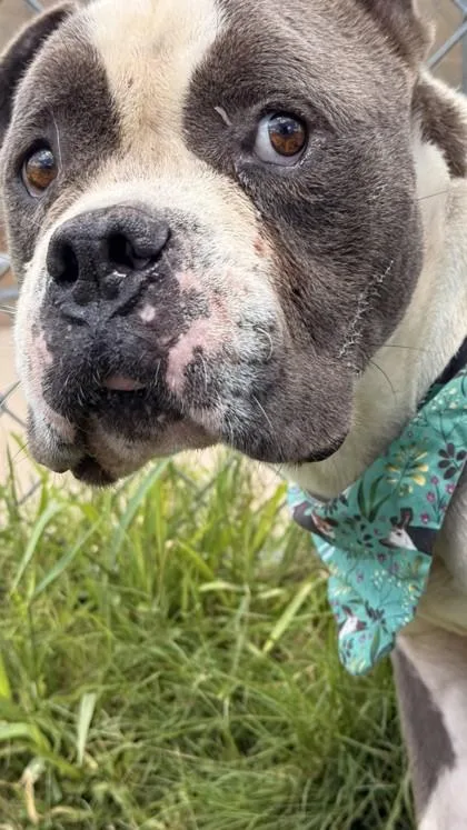 Pebbles thumbnail 3