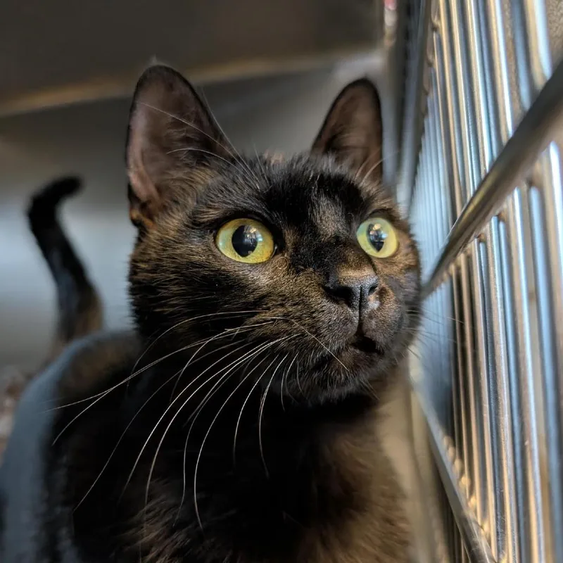 An adult medium-sized female Black Domestic Medium Hair cat named Lemon Balm for adoption in Tacoma, WA
