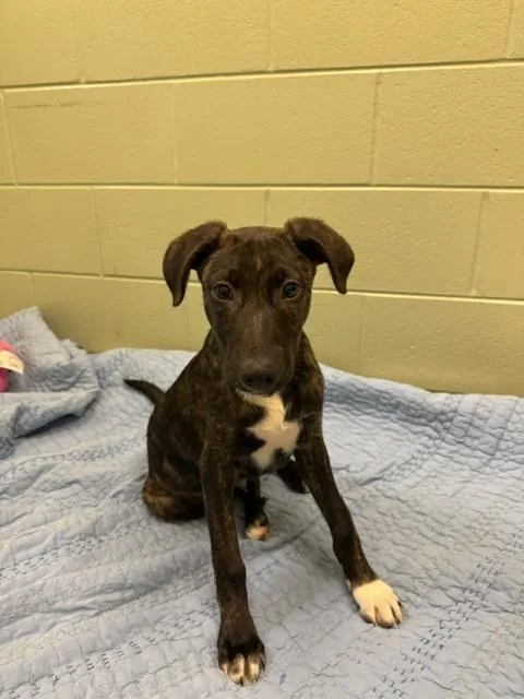 A baby small-sized male Brindle Setter dog named Draco for adoption in Kalamazoo, MI