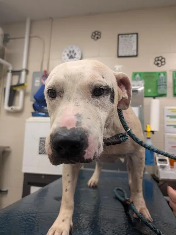 An adult medium-sized male White / Cream Mixed Breed dog named Petey for adoption in Mobile, AL
