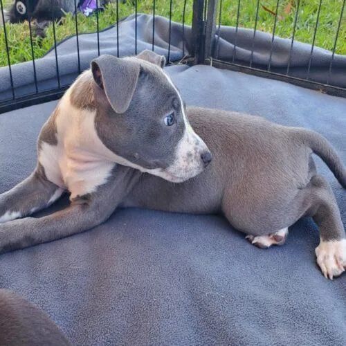 A baby small-sized female Bull Terrier dog named Luna for adoption in San Juan Capistrano, CA