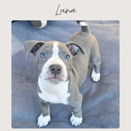 Luna thumbnail 2