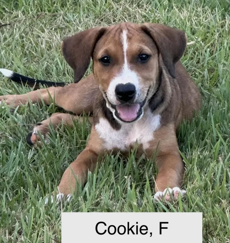 A baby medium-sized female Brown / Chocolate Mixed Breed dog named Cookie for adoption in Parma, OH