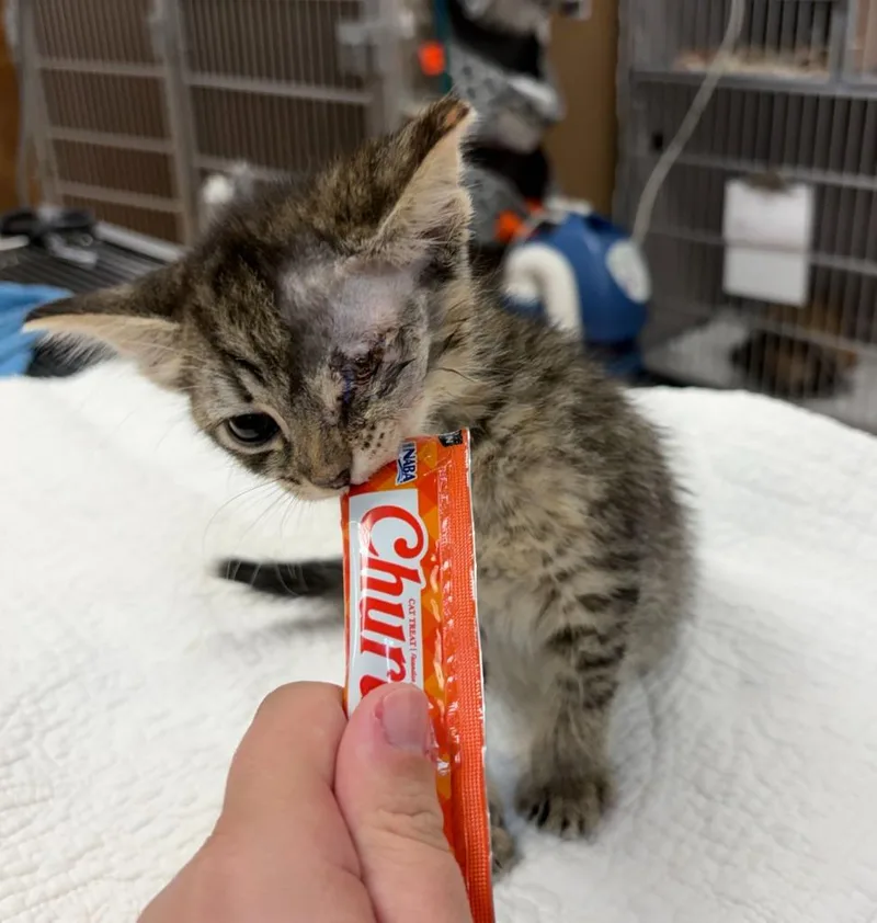 A baby small-sized female Domestic Short Hair cat named Belle for adoption in Tulsa, OK