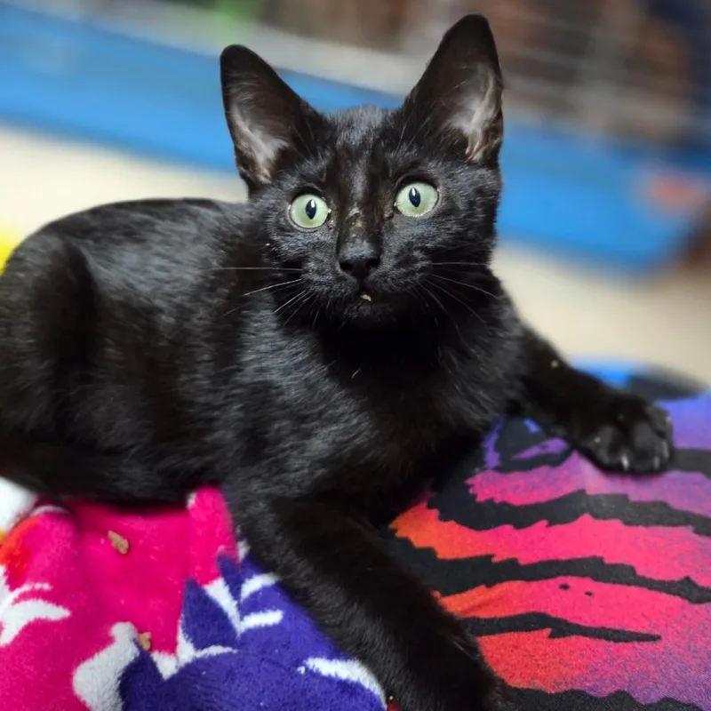 A baby small-sized female Black Domestic Short Hair cat named Goblin for adoption in Huntsville, AL