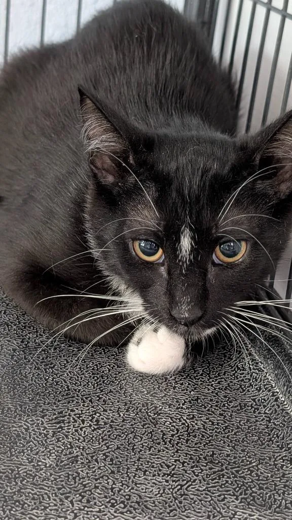 A baby medium-sized female Domestic Short Hair cat named Jerri for adoption in Magnolia, TX