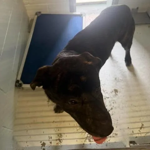 An adult large-sized male Brindle Pit Bull Terrier dog named Spike for adoption in Bastrop, TX