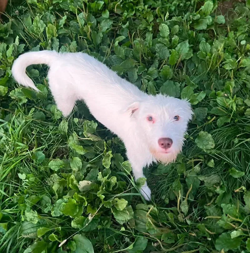An adult medium-sized female White / Cream Mixed Breed dog named Ruby for adoption in Woolwich, ME