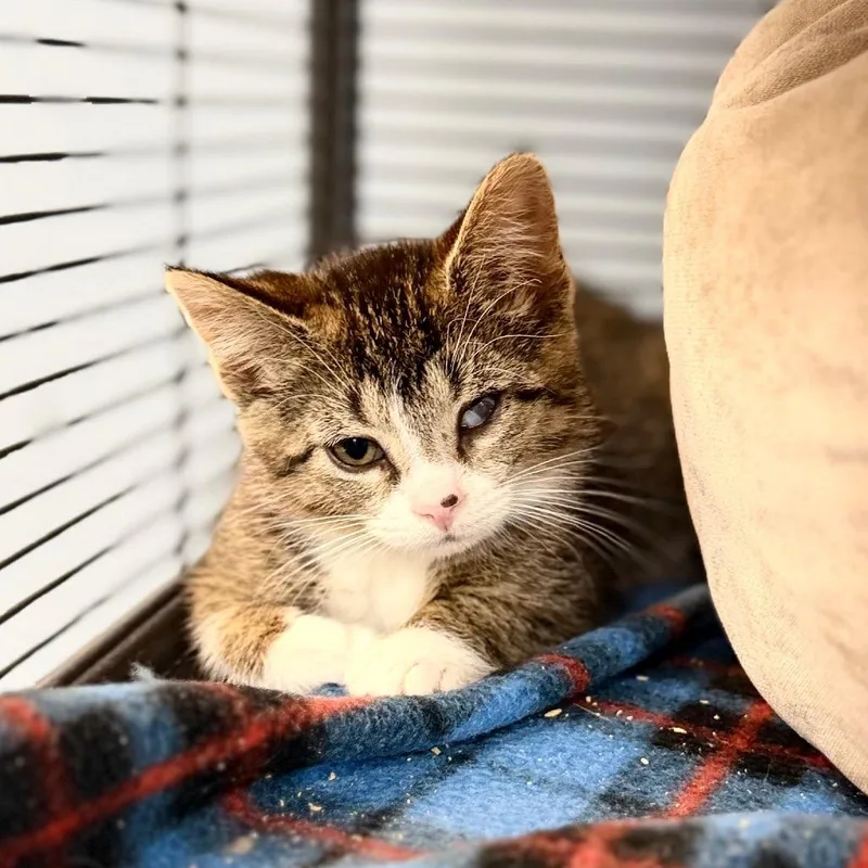 A baby small-sized female Domestic Short Hair cat named Camilla for adoption in Portage, MI