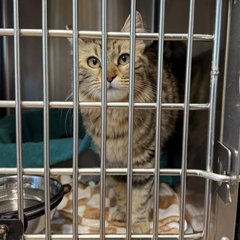 A young medium-sized female Torbie Domestic Long Hair cat named Anastasia for adoption in Redwood City, CA