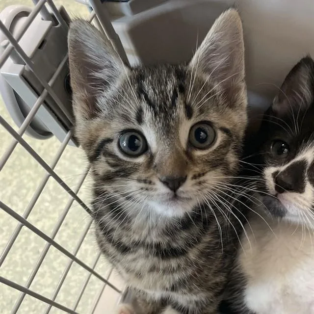 A baby small-sized male Domestic Short Hair cat named Rosario for adoption in Tallahassee, FL