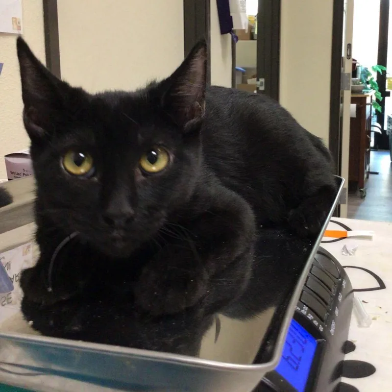 A baby medium-sized male Black Domestic Short Hair cat named Relish for adoption in Las Vegas, NV