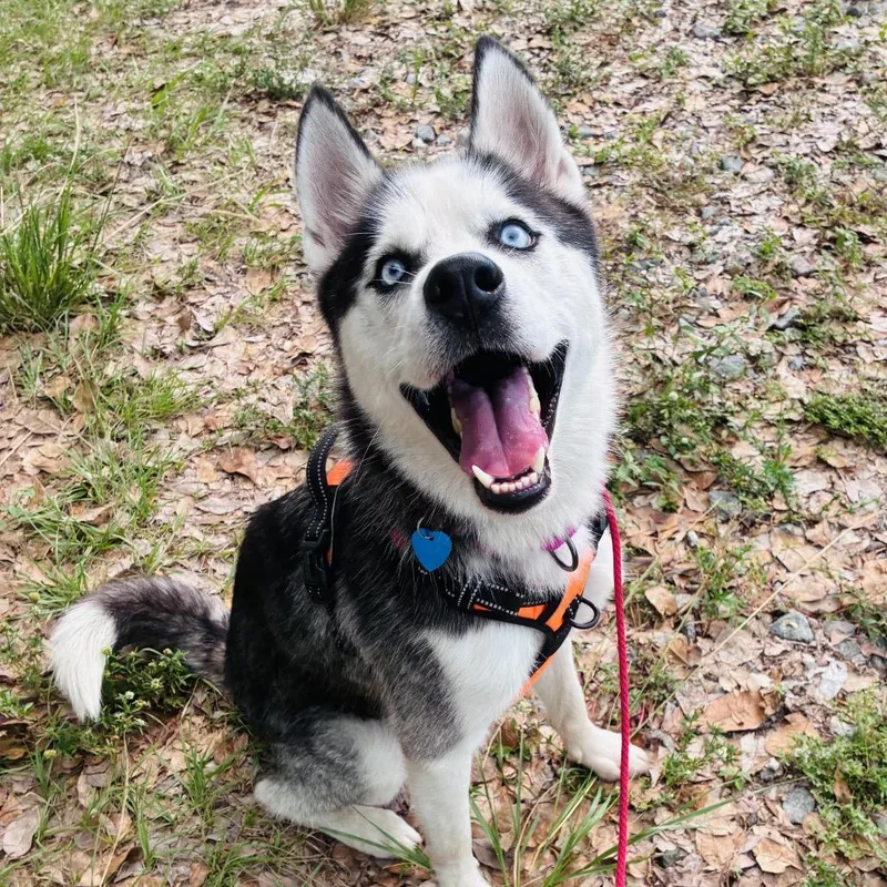 A young medium-sized male White / Cream Husky dog named Max for adoption in Fort Lauderdale, FL