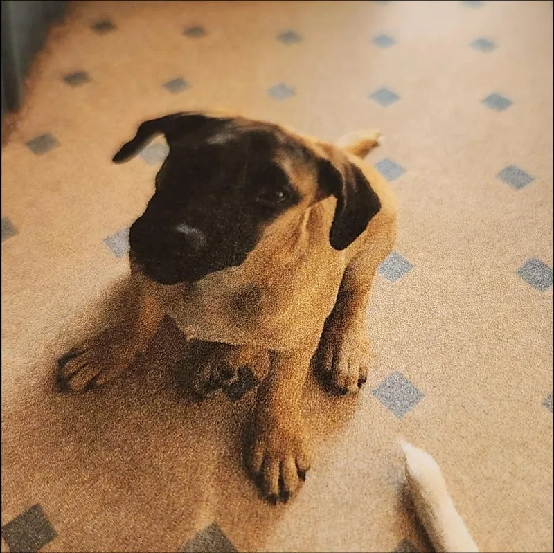 A baby medium-sized female Labrador Retriever dog named Hannah for adoption in Thompson Falls, MT