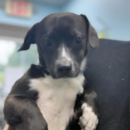 A young small-sized male Black Mixed Breed dog named Rory for adoption in Erie, PA