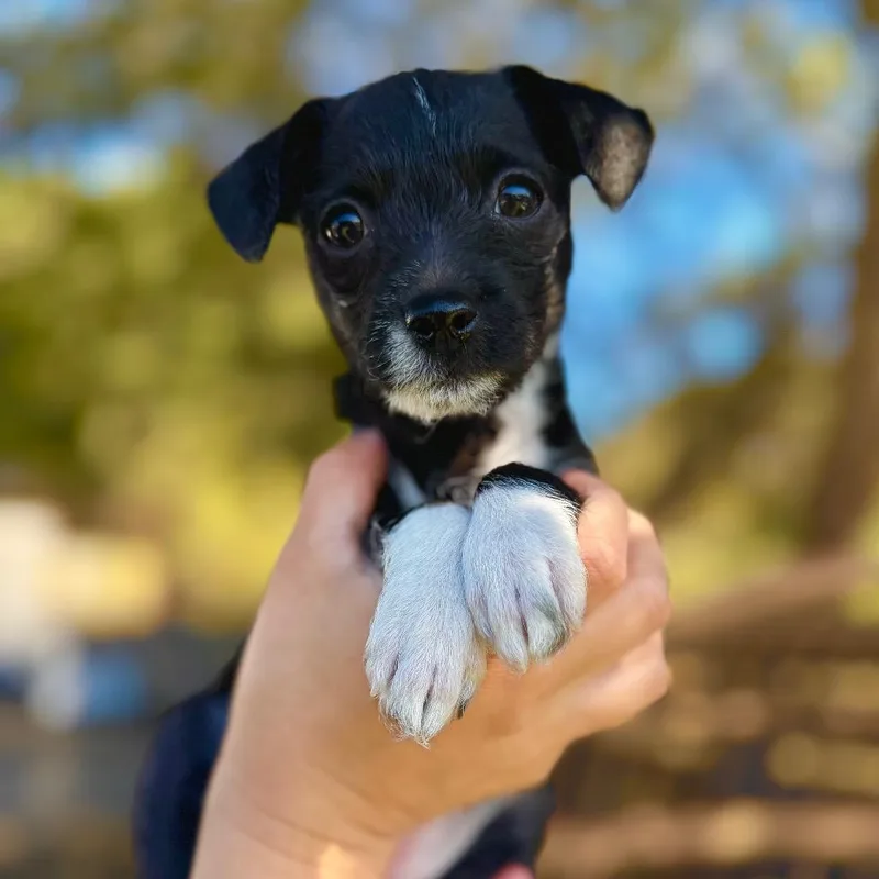 A baby small-sized female Black Fox Terrier dog named Wednesday for adoption in San Diego, CA