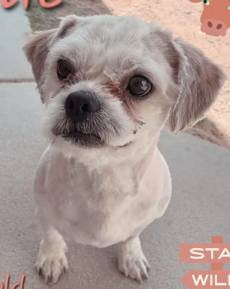 An adult small-sized male Apricot / Beige Shih Tzu dog named Artie for adoption in fort worth, TX
