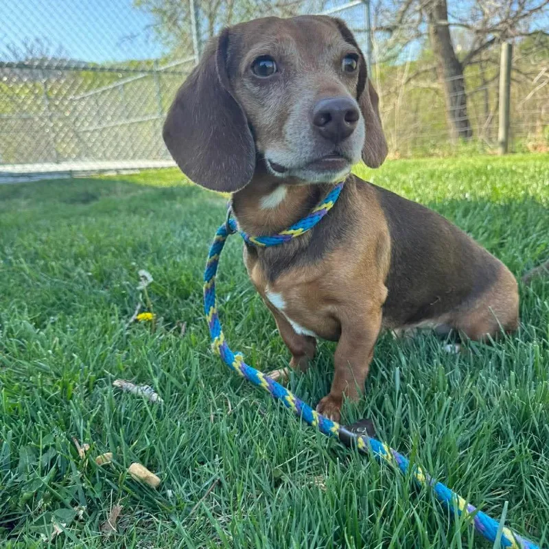An adult small-sized male Brown / Chocolate Beagle dog named Tigger for adoption in Washington, DC