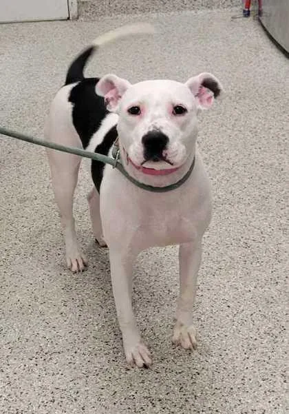 A young large-sized female White / Cream Pit Bull Terrier dog named Dottie for adoption in Kansas City, MO