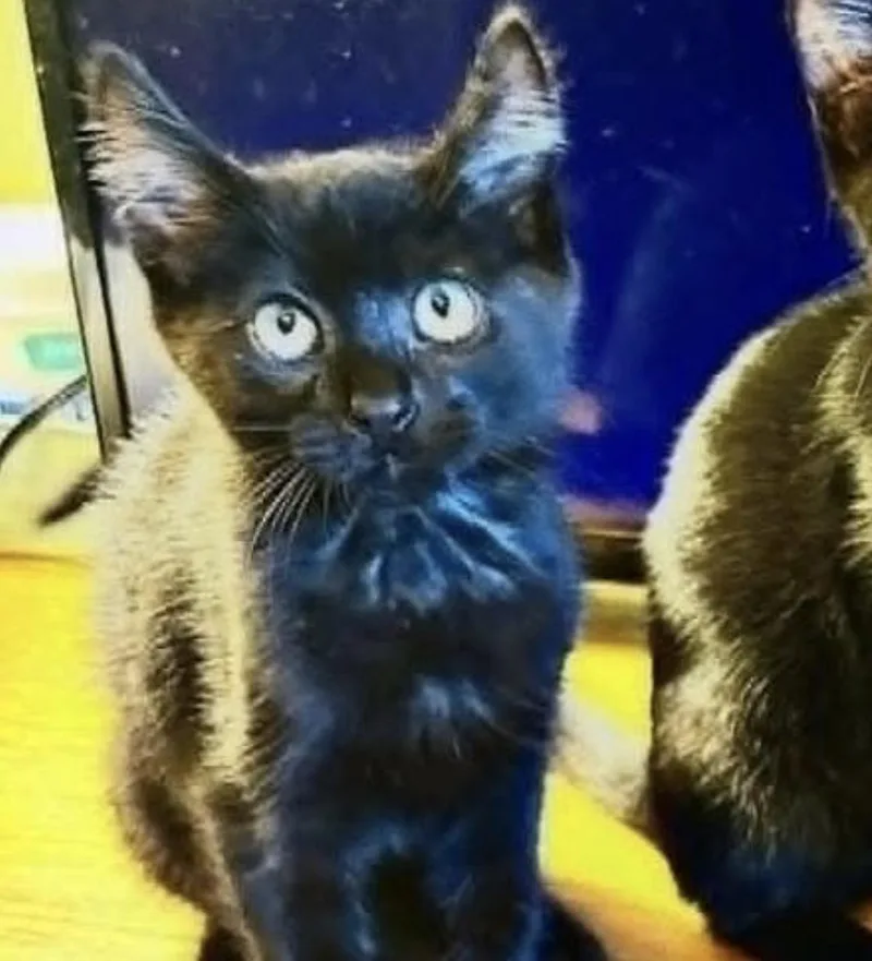 A baby medium-sized male Black Domestic Short Hair cat named Rav for adoption in Eugene, OR
